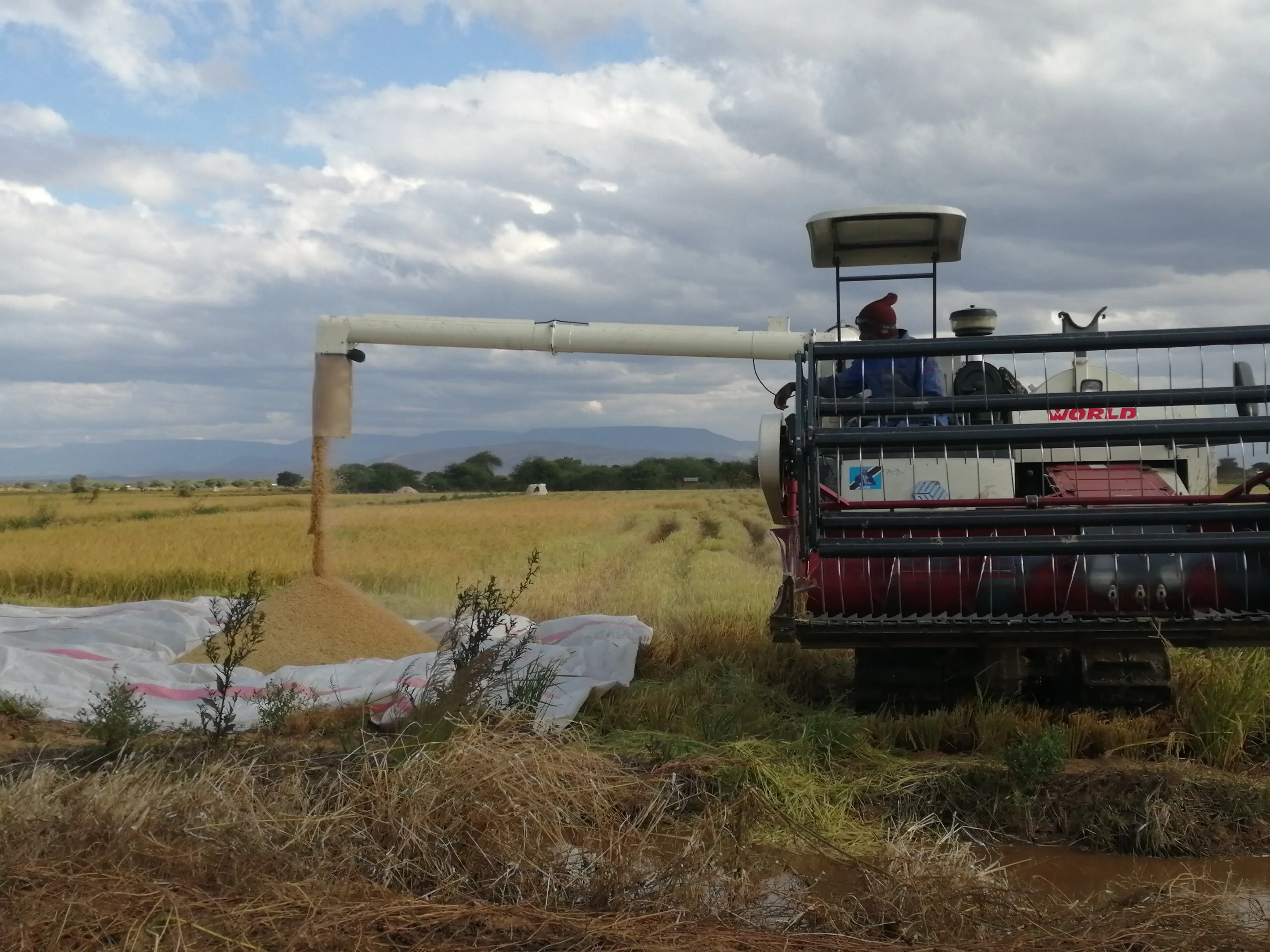 Rice Mapping